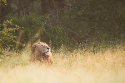 Brown lion lying on the grass during the day
